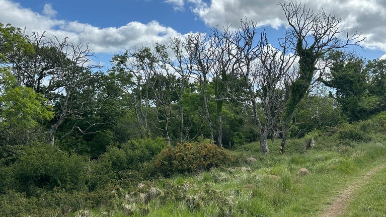 Row of diseased ash trees in a woodland, all losing their leaves at the crown.